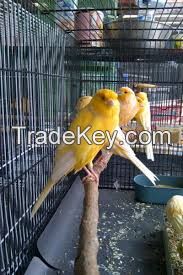 Canaries , Finches,Parrots,Exotics birds,Rares birds and others live birds for ale