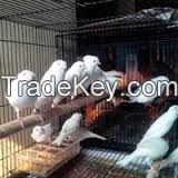 Canaries , Finches,Parrots,Exotics birds,Rares birds and others live birds for ale