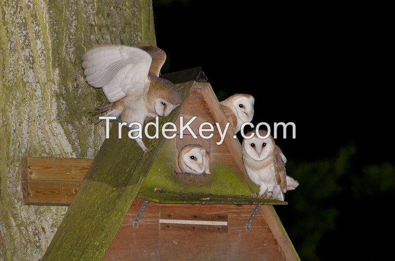 Live Owls Birds,Cassowary birds,Parrots birds available