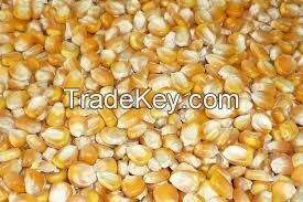 Yellow and White Corn Leading Manufacturer