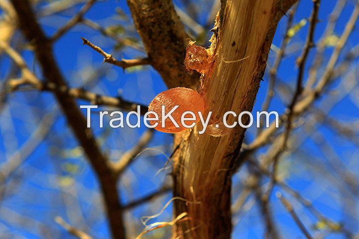 Gum Arabic