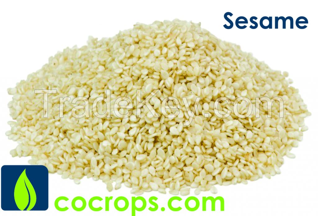 Sesame Seeds