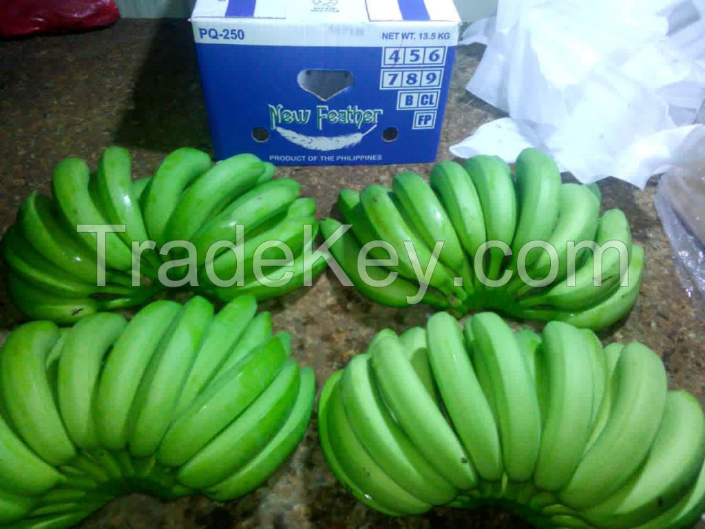 cavendish banana from Philippine 