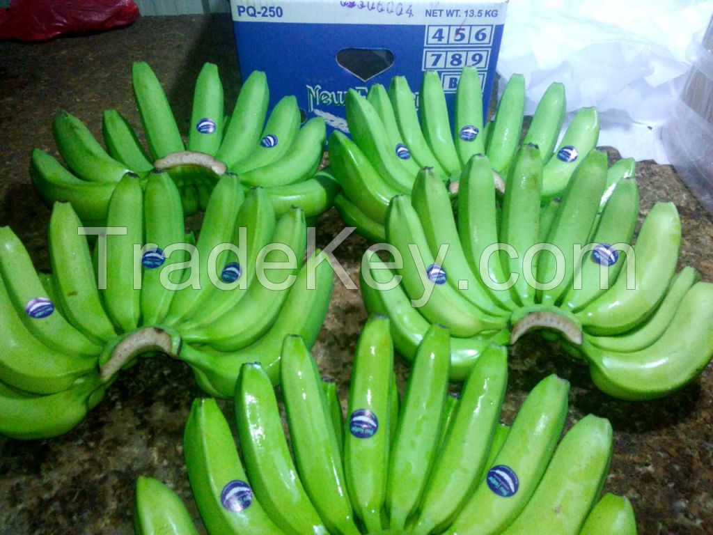 cavendish banana from Philippine 