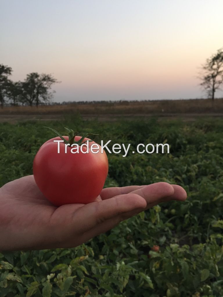 Tomatoes red round