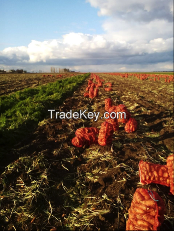 Carrots By Wholesale - For Export