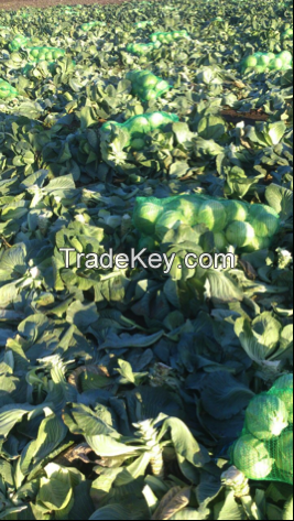 High-Quality Cabbage By Wholesale