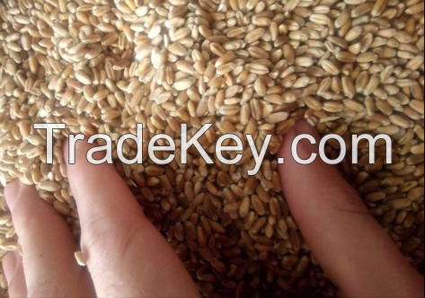 Wheat, 3 Grade