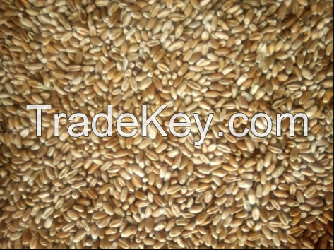 Wheat, 3 Grade