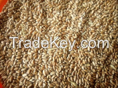 Wheat, 3 Grade