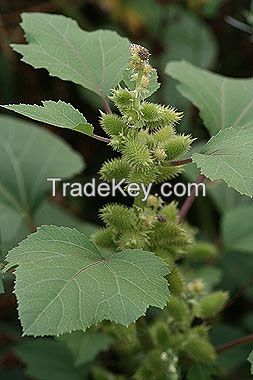 Xanthium Strumarium