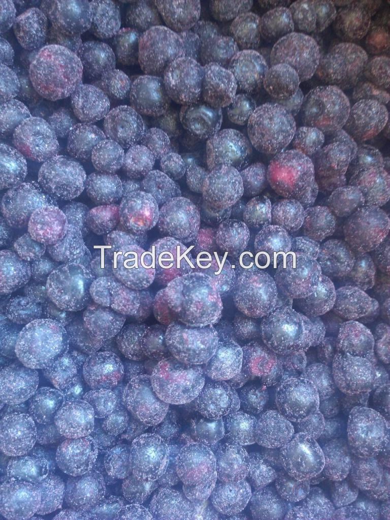 IQF Frozen Bilberry / Wild Blueberry