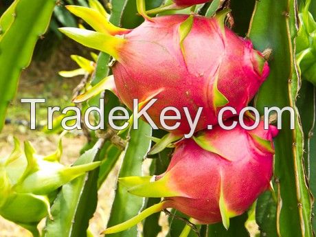 FRESH DRAGON FRUIT FROM VIETNAM