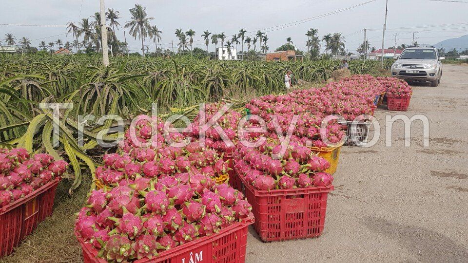 FRESH DRAGON FRUIT FROM VIETNAM