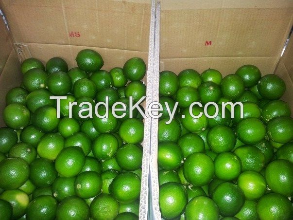 FRESH SEEDLESS LIME FROM VIETNAM