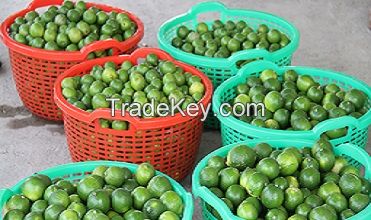 FRESH SEEDLESS LIME FROM VIETNAM