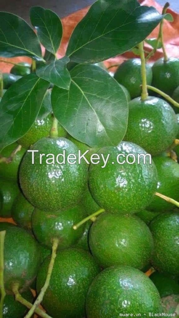 Fresh Booth Avocado From Vietnam With High Quality