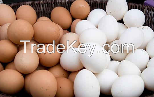 Brown Shells Chicken Fresh Table Eggs