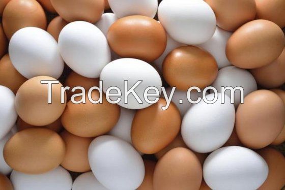 Chicken Fresh Table Eggs