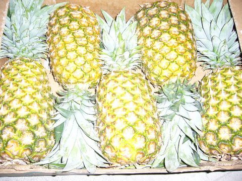 PINEAPPLE