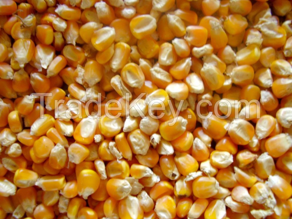 yellow maize