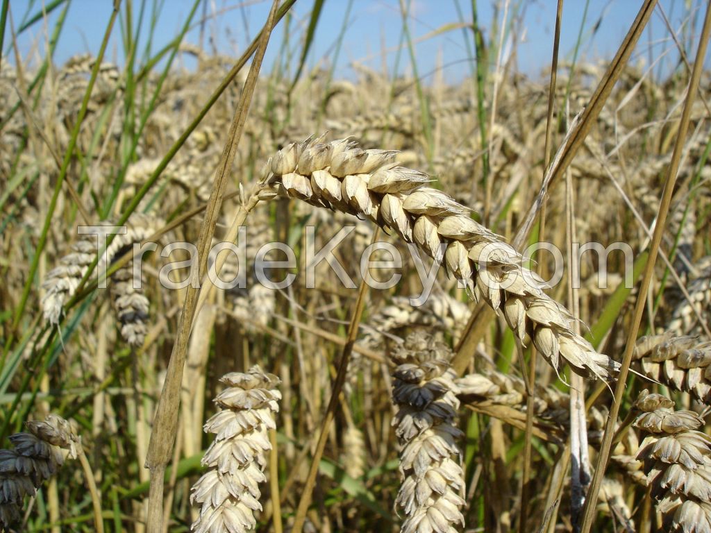 Wheat all grades and kind including milling wheat