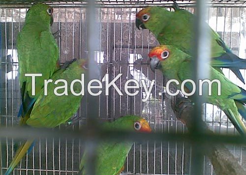 Exotic Parrots for sale.