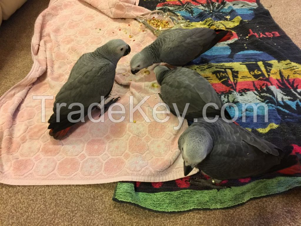 Exotic Parrots for sale.