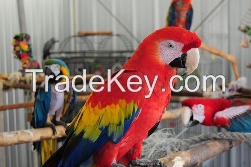 Exotic Parrots for sale.