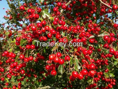 HAWTHORN berry