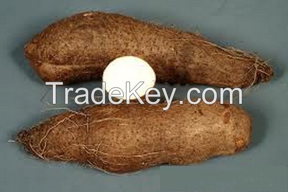 Yam Tubers