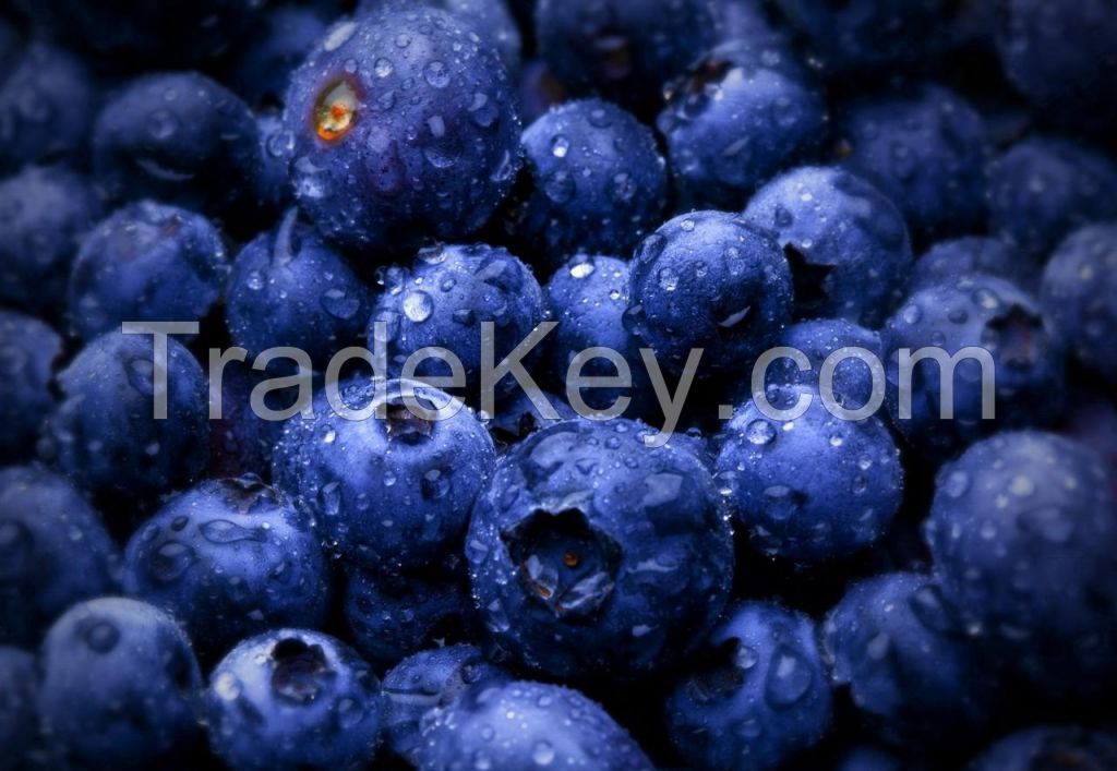 Bilberry Extract