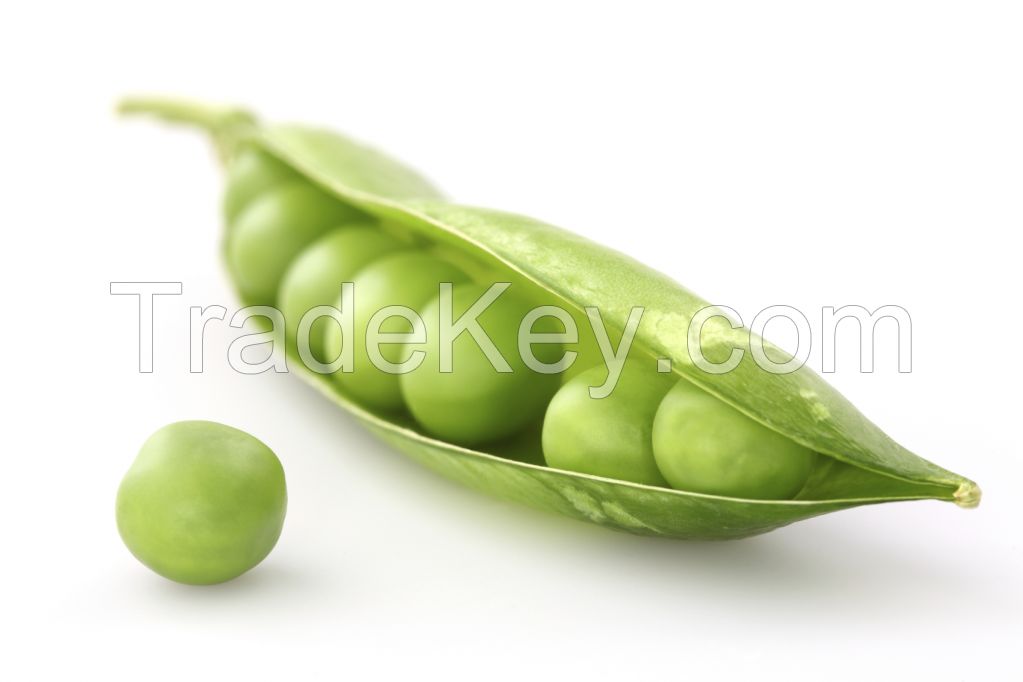 Pea Starch