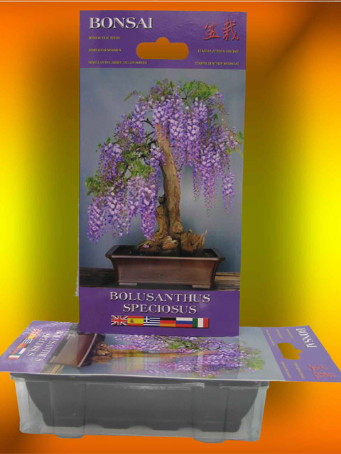 Bonsai tree seeds