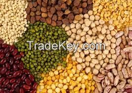 Grain, Seed & Pulses Inspection