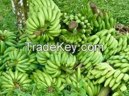 Cavendish Bananas 