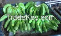 Cavendish Bananas 