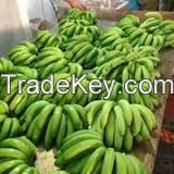 Cavendish Bananas 