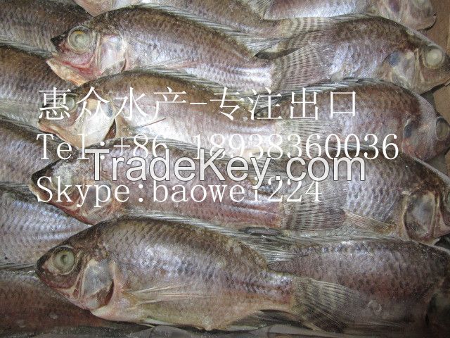 Quality Seafood Product Frozen Black Tilapia Fish