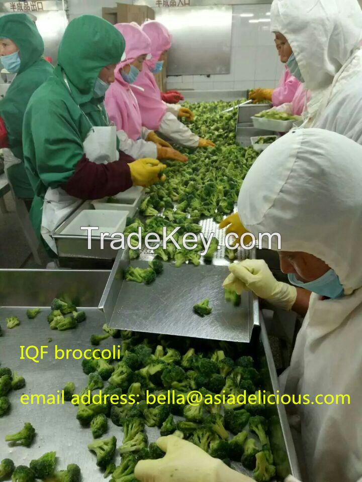 2016 crop IQF broccoli/ HACCP, KOSHER, BRC/ Grade A