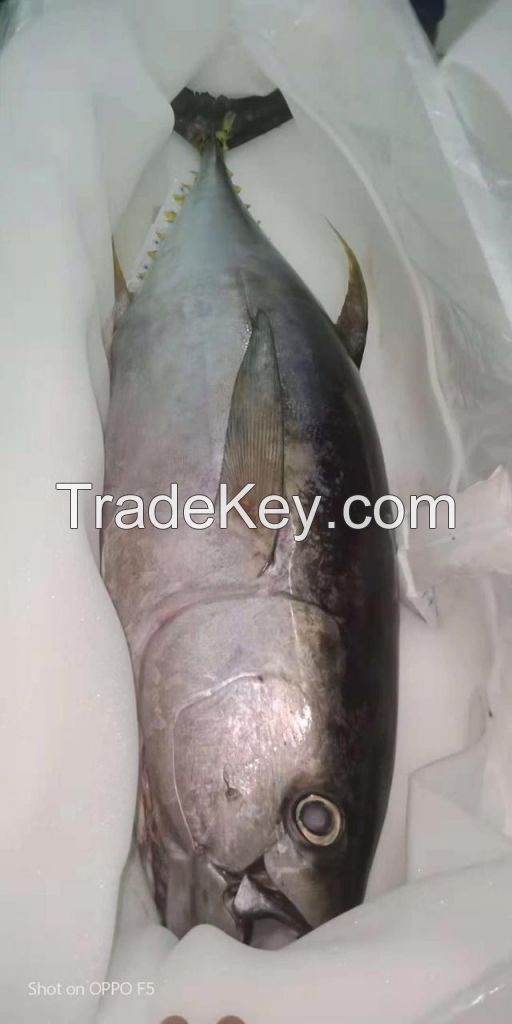 Fresh Frozen Tuna