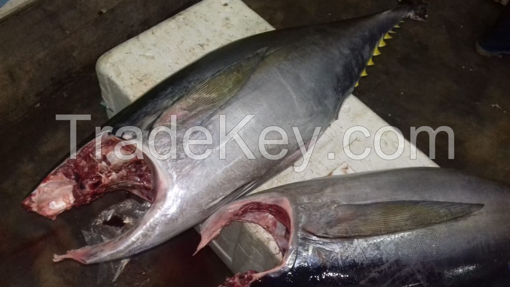 Fresh Frozen Tuna
