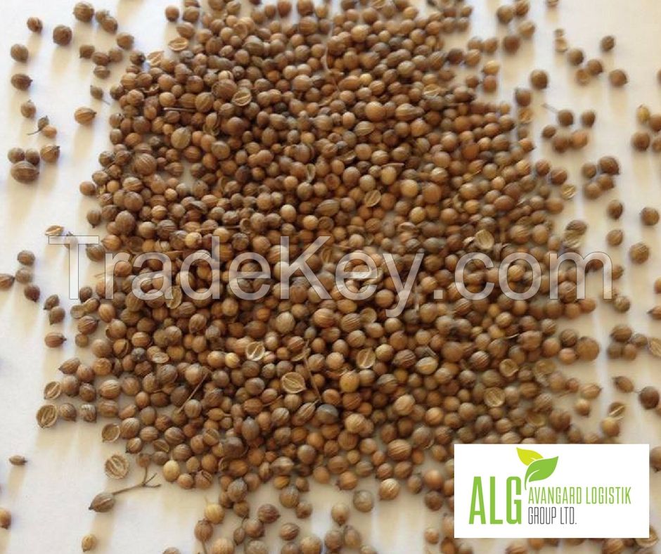 CORIANDER SEEDS