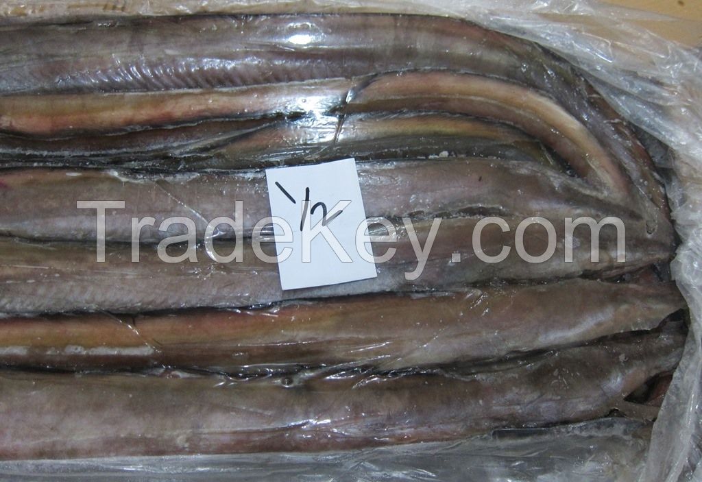 FROZEN CONGER EEL FISH