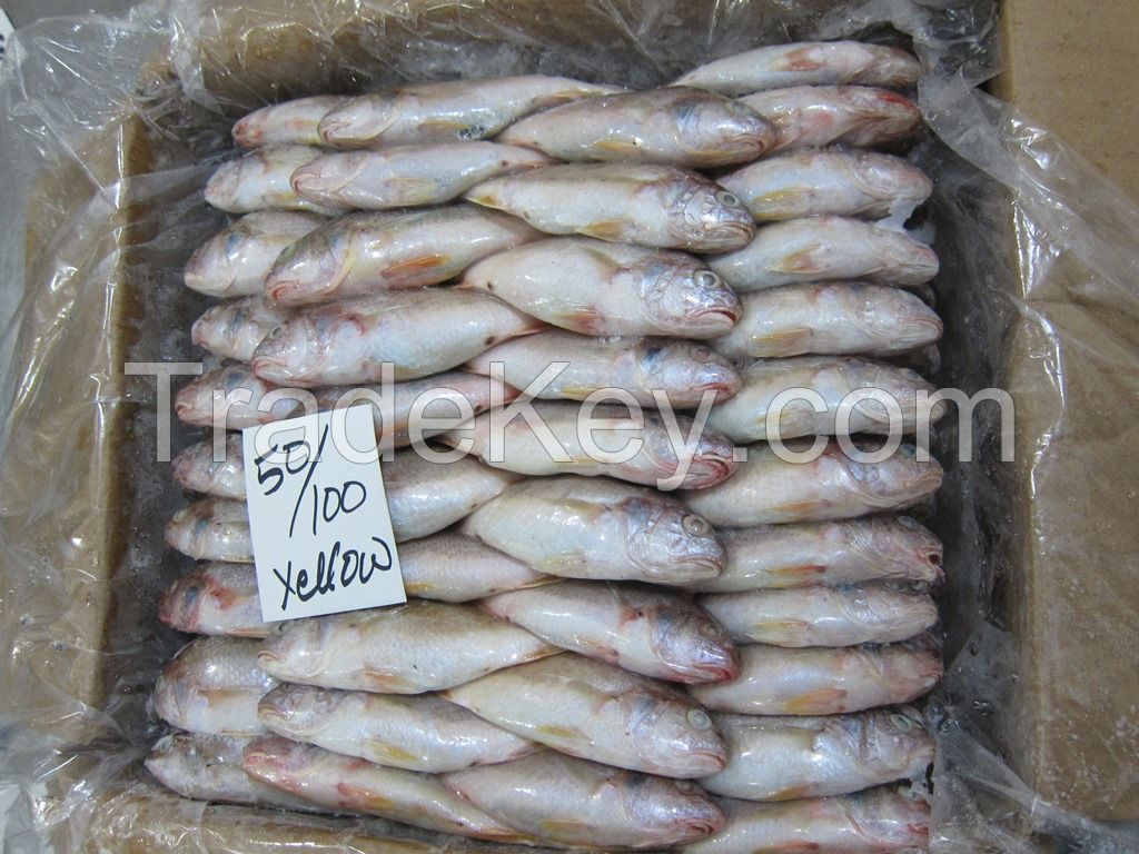 FROZEN YELLOW CROAKER FISH