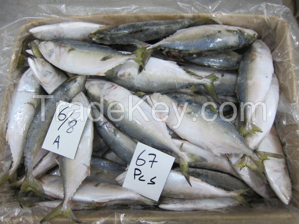 FROZEN INDIAN MACKEREL FISH