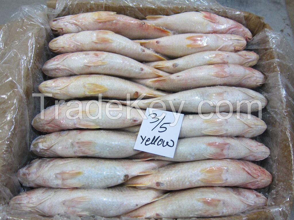 FROZEN YELLOW CROAKER FISH