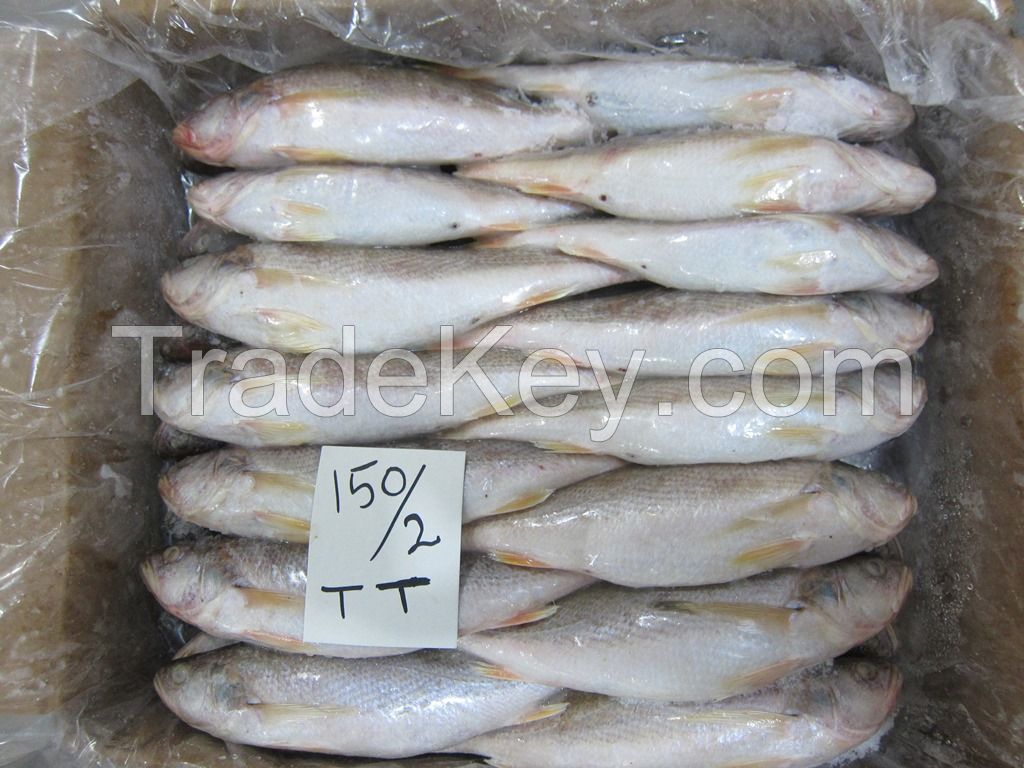 FROZEN TIGER TOOTH CROAKER FISH