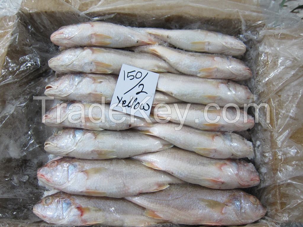 FROZEN YELLOW CROAKER FISH