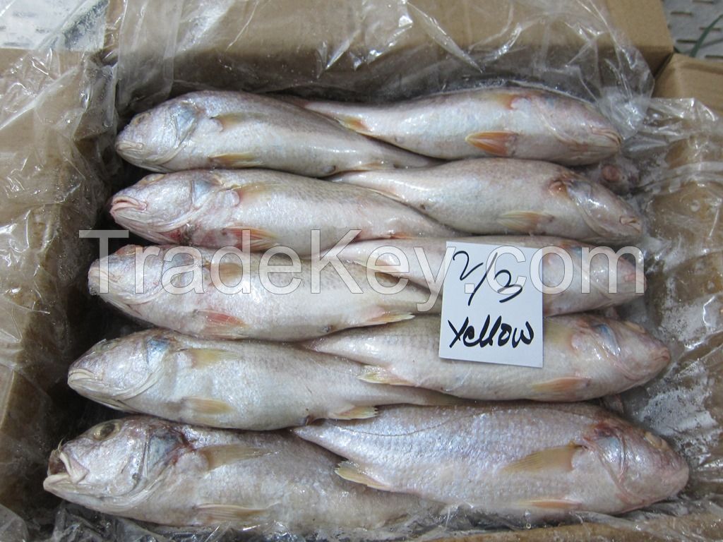 FROZEN YELLOW CROAKER FISH